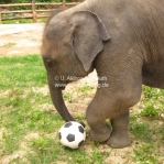 Der war so süß der kleine Elefant in Lampang / Thailand